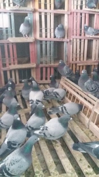 Odihna zburatori - Crescatorie