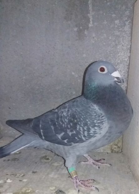 Norma fond .mare fond.asmaraton - Crescatorie