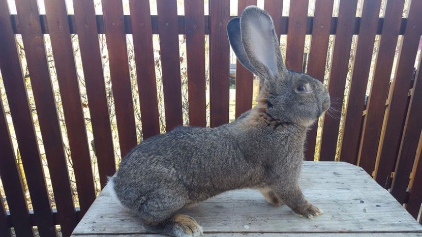 tata mascul 2 - Cuib ugg fem 5-2017