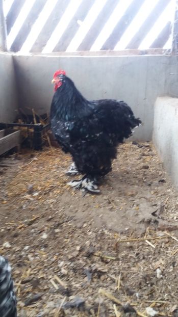  - Cochin bobat fam 1