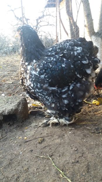  - Cochin bobat fam 1