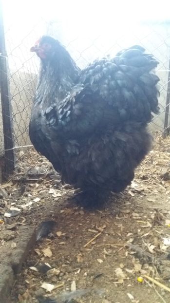  - Cochin negru