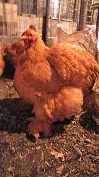  - Cochin galben 1