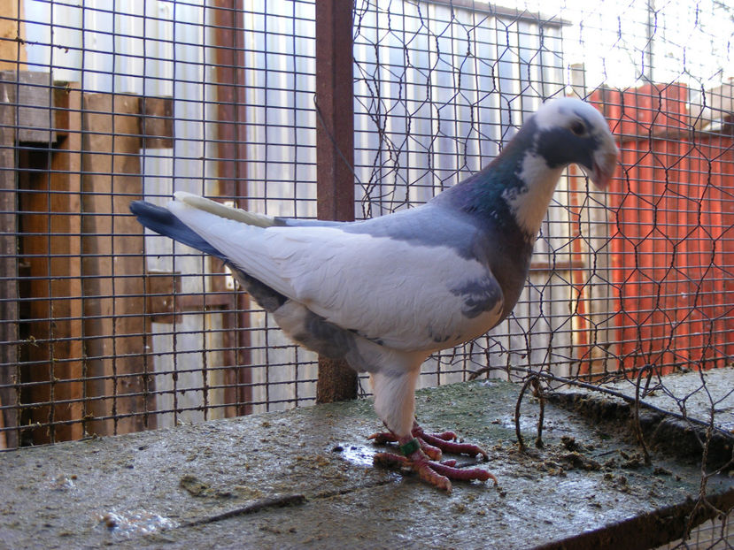 F 2013 VANDUTA FEB. 2017 - PORUMBEI VINDUTI