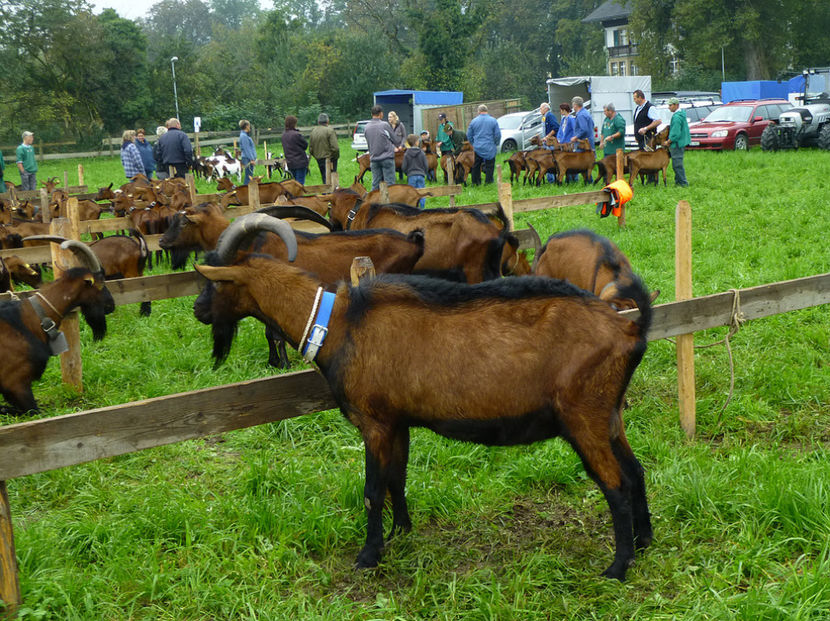 Au ce le trebuie , nu ca noi romanii - Rase de oi si capre poze deosebite 13