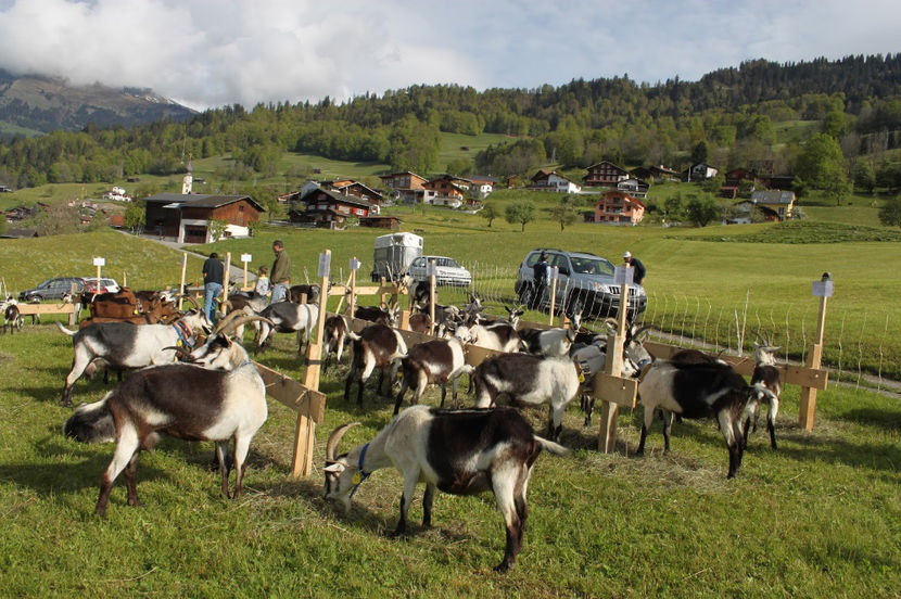Caprele Paun la stand-hy76 - Rase de oi si capre poze deosebite 13