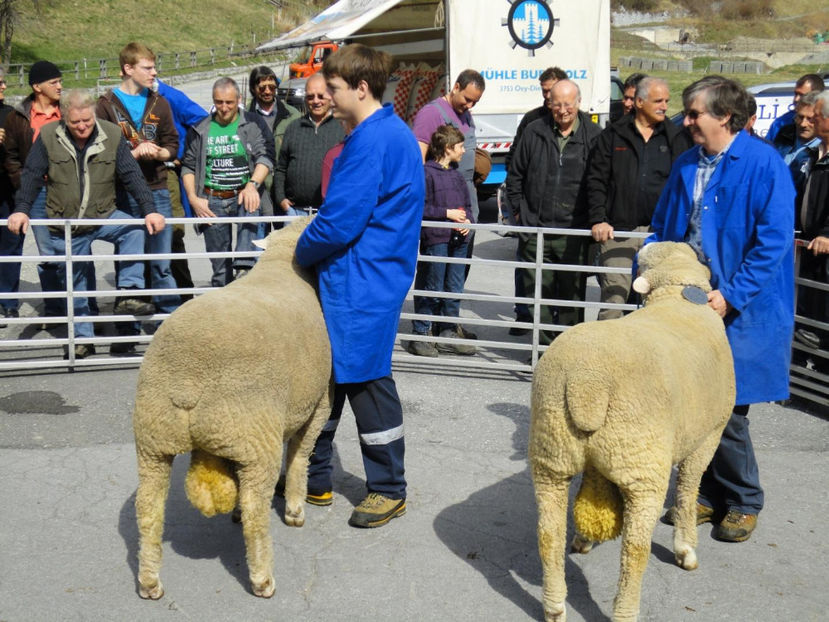 Dolofanii grasuti de carne - Rase de oi si capre poze deosebite 13