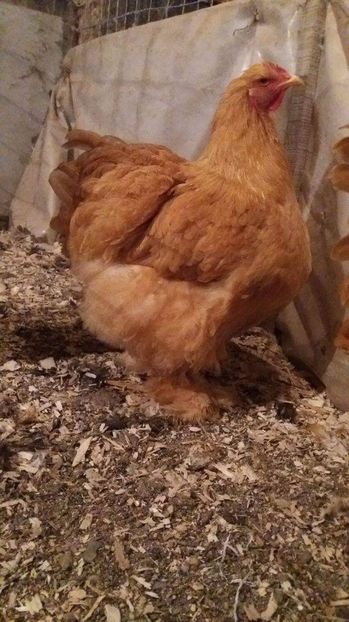 received_1875998455970318 - Cochin galben 1