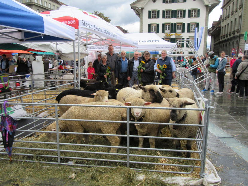 Oitele la stand cu spectatori - Rase de oi si capre poze deosebite 13