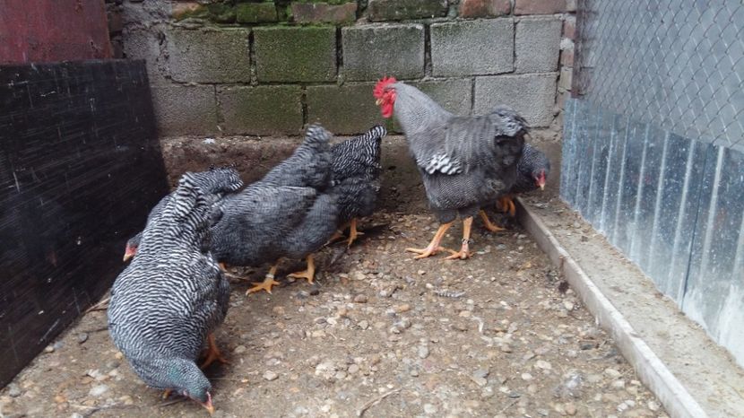  - fam 1 plymouth rock barat 2018