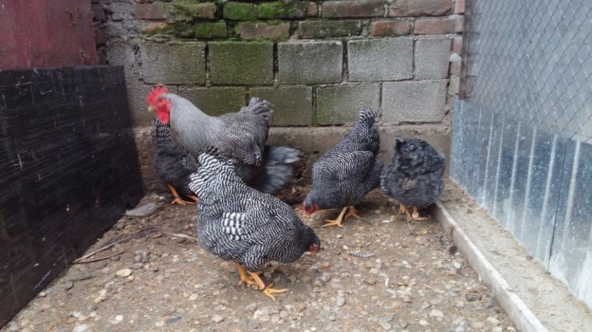  - fam 1 plymouth rock barat 2018