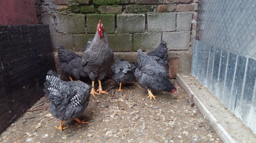  - fam 1 plymouth rock barat 2018