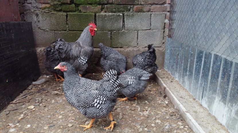  - fam 1 plymouth rock barat 2018