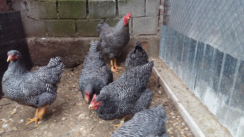  - fam 1 plymouth rock barat 2018
