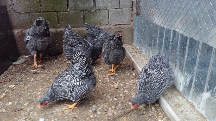  - fam 1 plymouth rock barat 2018