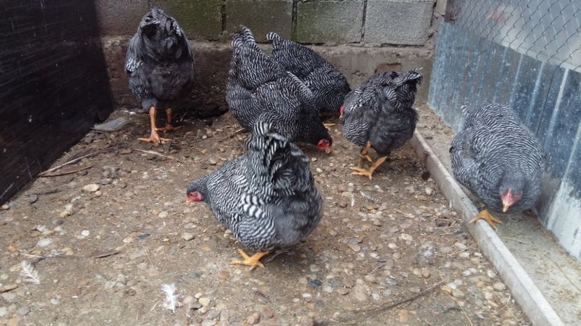  - fam 1 plymouth rock barat 2018