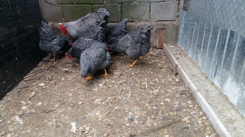  - fam 1 plymouth rock barat 2018