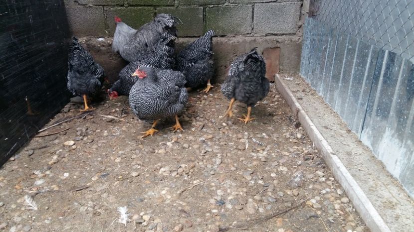  - fam 1 plymouth rock barat 2018