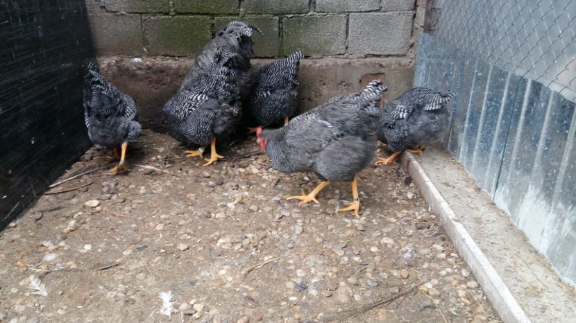  - fam 1 plymouth rock barat 2018