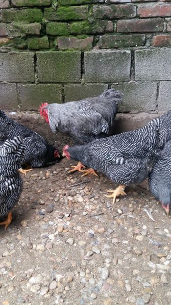  - fam 1 plymouth rock barat 2018