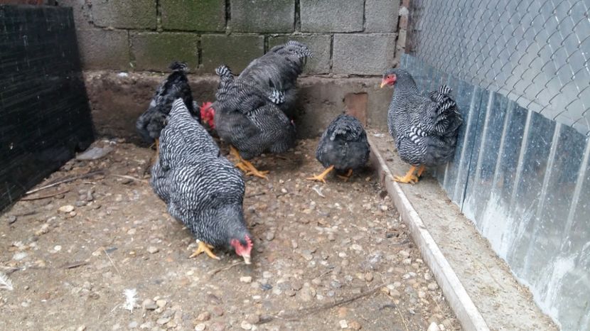  - fam 1 plymouth rock barat 2018