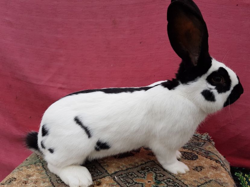 20170204_105535 - Mascul RO93 6645