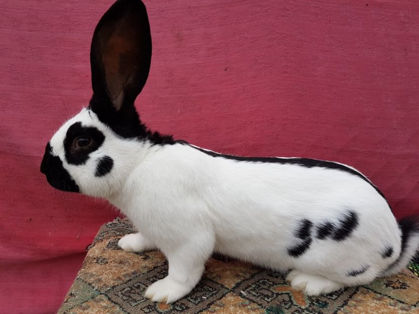 20170204_105503 - Mascul RO93 6645