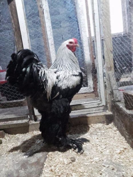  - brahma herminat inchis