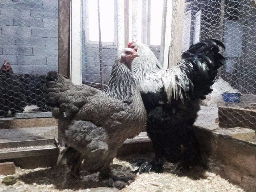  - brahma herminat inchis