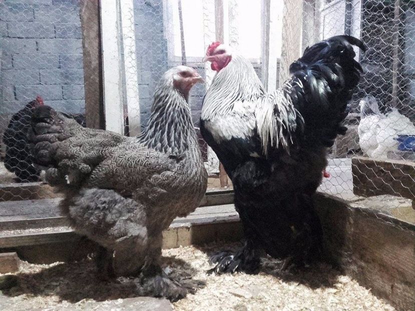  - brahma herminat inchis