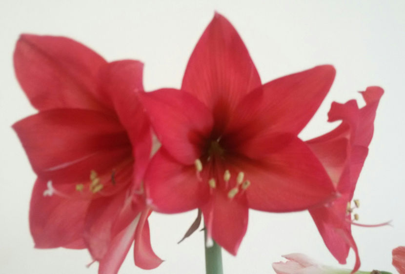 20170201_123925-1 - amaryllis 2017