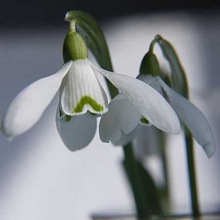 Primii ghiocei - flori
