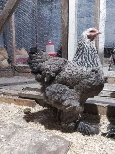  - brahma herminat inchis