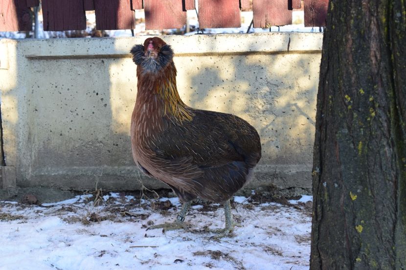  - ARAUCANA GAT AURIU 2016-2017