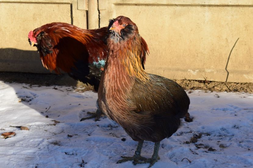  - ARAUCANA GAT AURIU 2016-2017