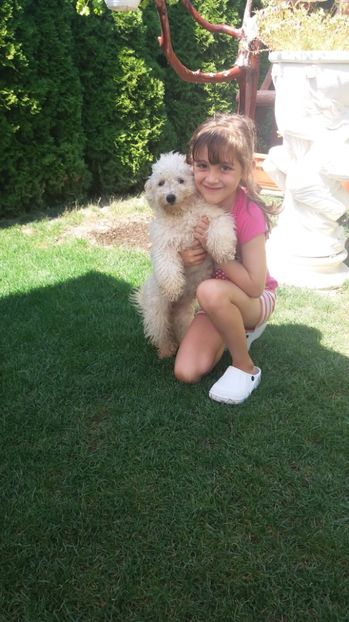  - Bichon frise  cu pedigree 2017