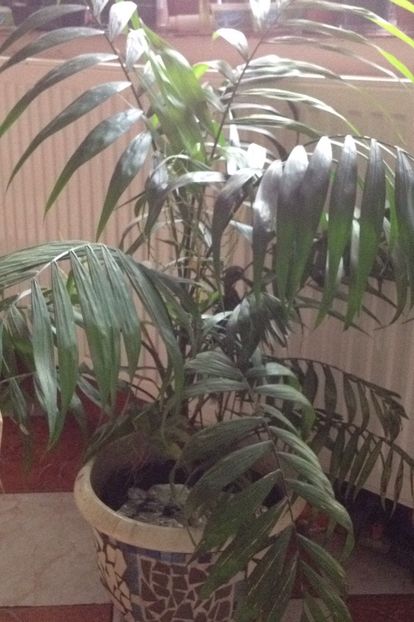 image - plante verzi