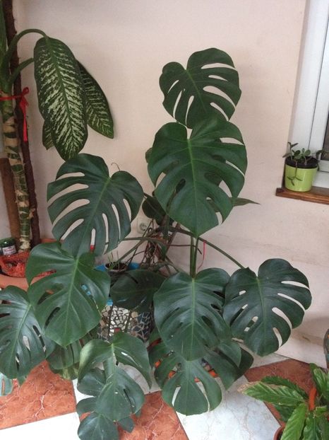 image - plante verzi