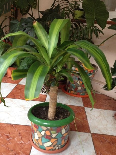 image - plante verzi