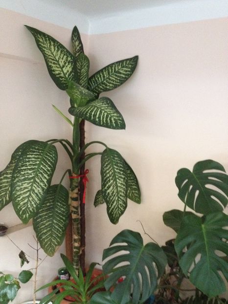 image - plante verzi