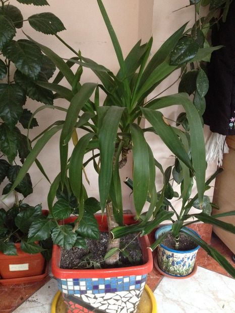image - plante verzi