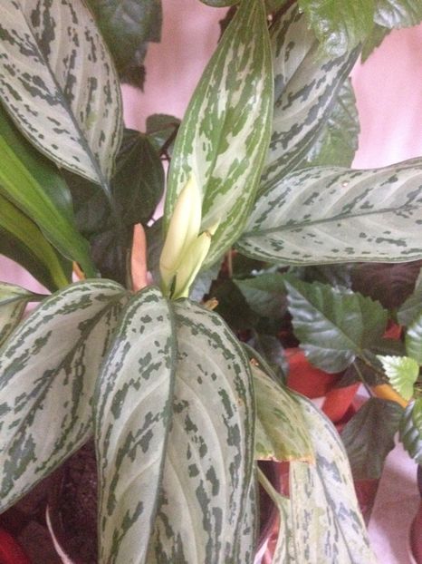 image - plante verzi