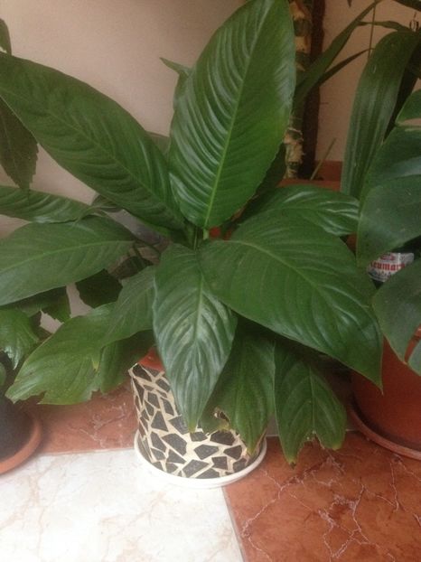image - plante verzi
