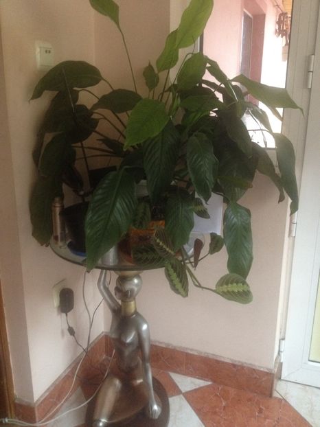 image - plante verzi