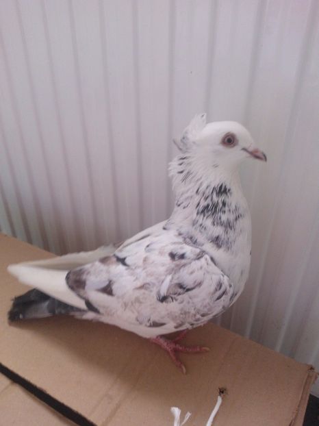 F 2017 50buc - Por galateni jucatori