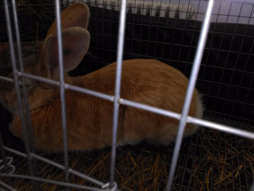  - 1b expozitia medias 2017