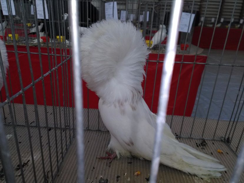  - 1b expozitia medias 2017