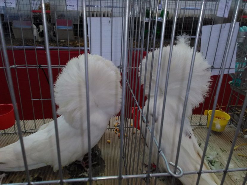  - 1b expozitia medias 2017