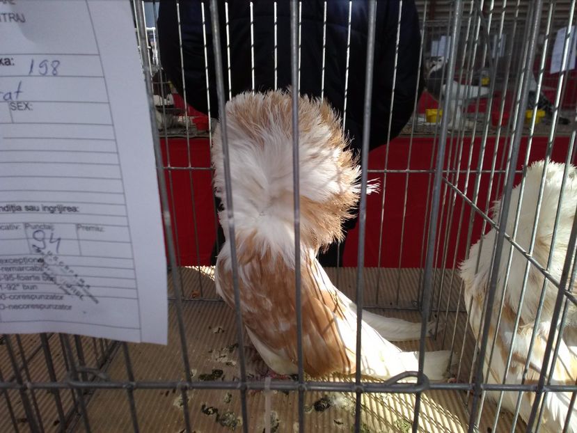  - 1b expozitia medias 2017