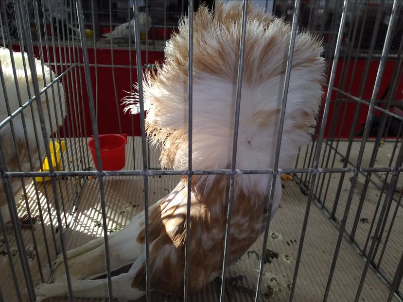  - 1b expozitia medias 2017